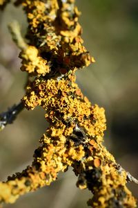 Close-up of lichen on branch against sky