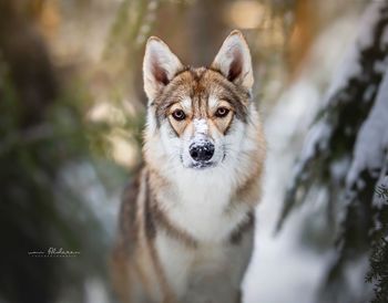 Portrait of dog sticking out tongue on land