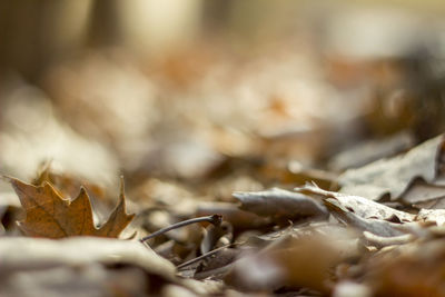 Close-up of leaves