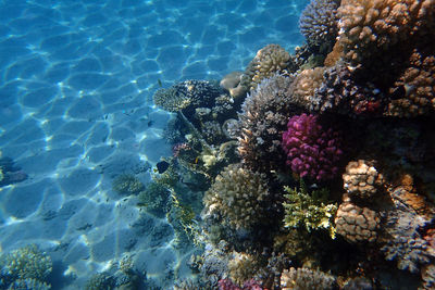 coral reef