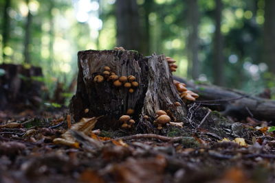 Close-up of mushroom growing on field