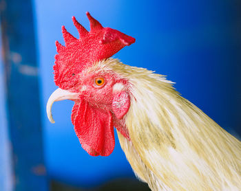 Close-up of rooster