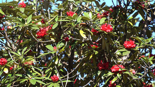 Low angle view of red flowering plant