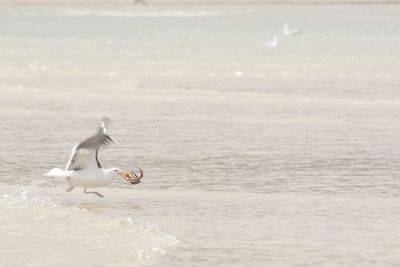 Seagull flying over sea