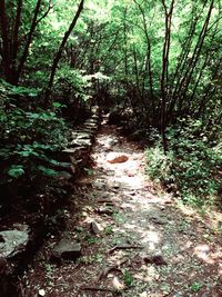 Trees in forest