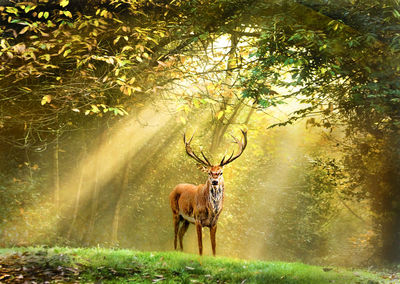 Red stag deer in light rays through the forest