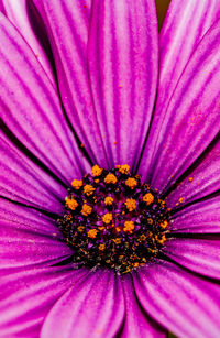 Close-up of purple flower