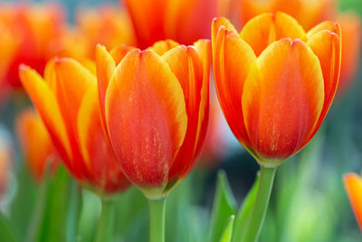 Close-up of orange tulips