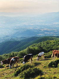 Horses grazing on landscape