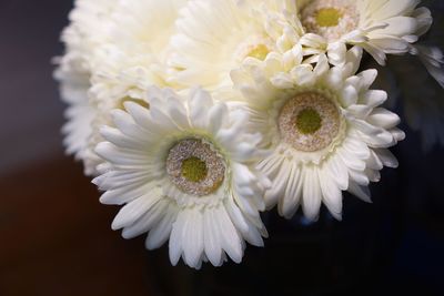 Close-up of white roses