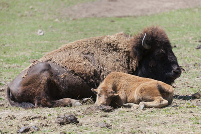 American bison with calf on field