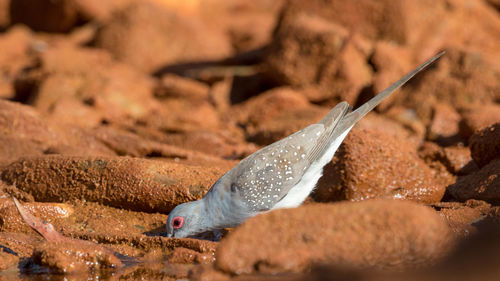 Close-up of fish in water