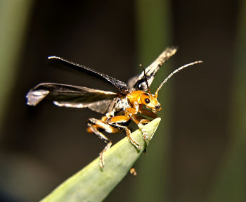 Close-up of insect