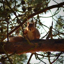 View of animals on tree trunk