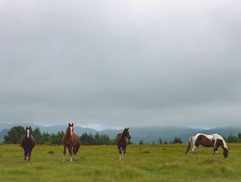 Horses in a field
