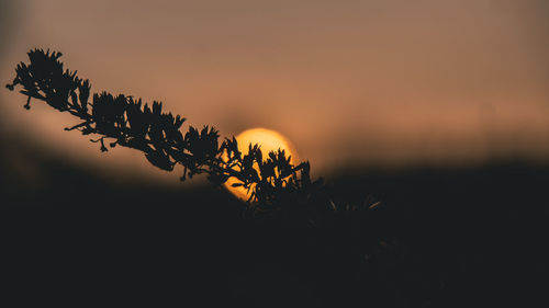 Close-up of silhouette plant against clear sky