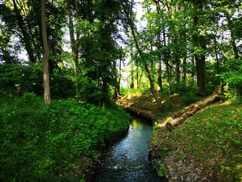 Stream flowing amidst trees in forest