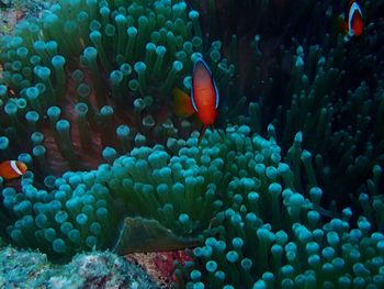 Fish swimming in sea