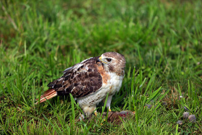 Close-up of a bird perching on grass