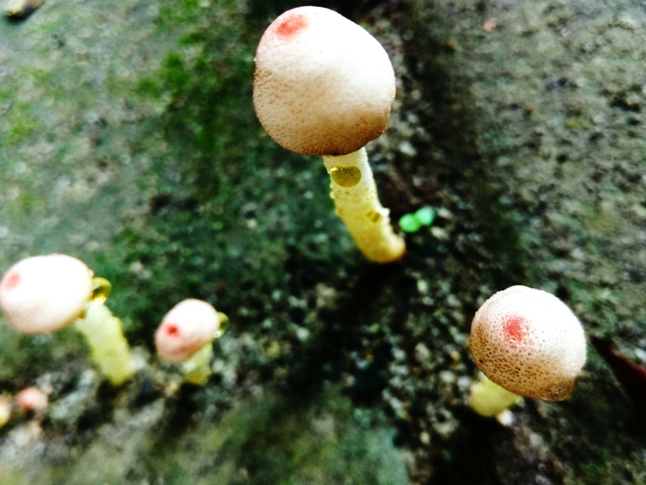 CLOSE-UP OF MUSHROOM ON FIELD