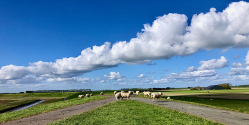 Panoramic view of sheep on dike against sky