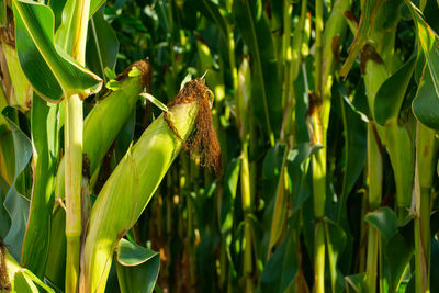 Close-up of lizard on plant