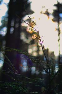 Low angle view of plants growing in forest