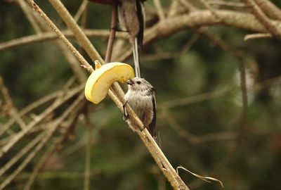 Close-up of bird perching on branch