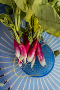 Close-up of pink flowers