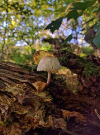 Close-up of mushroom growing on tree in forest