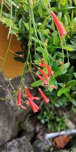 High angle view of red flowering plant