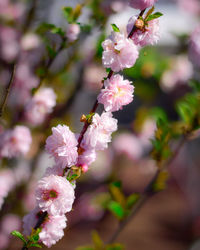 Close-up of bee on pink cherry blossom