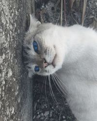 Close-up portrait of a cat