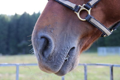 Close-up of horse in ranch