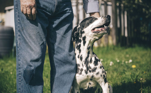 Senior man's hand stroking dalmatian dog