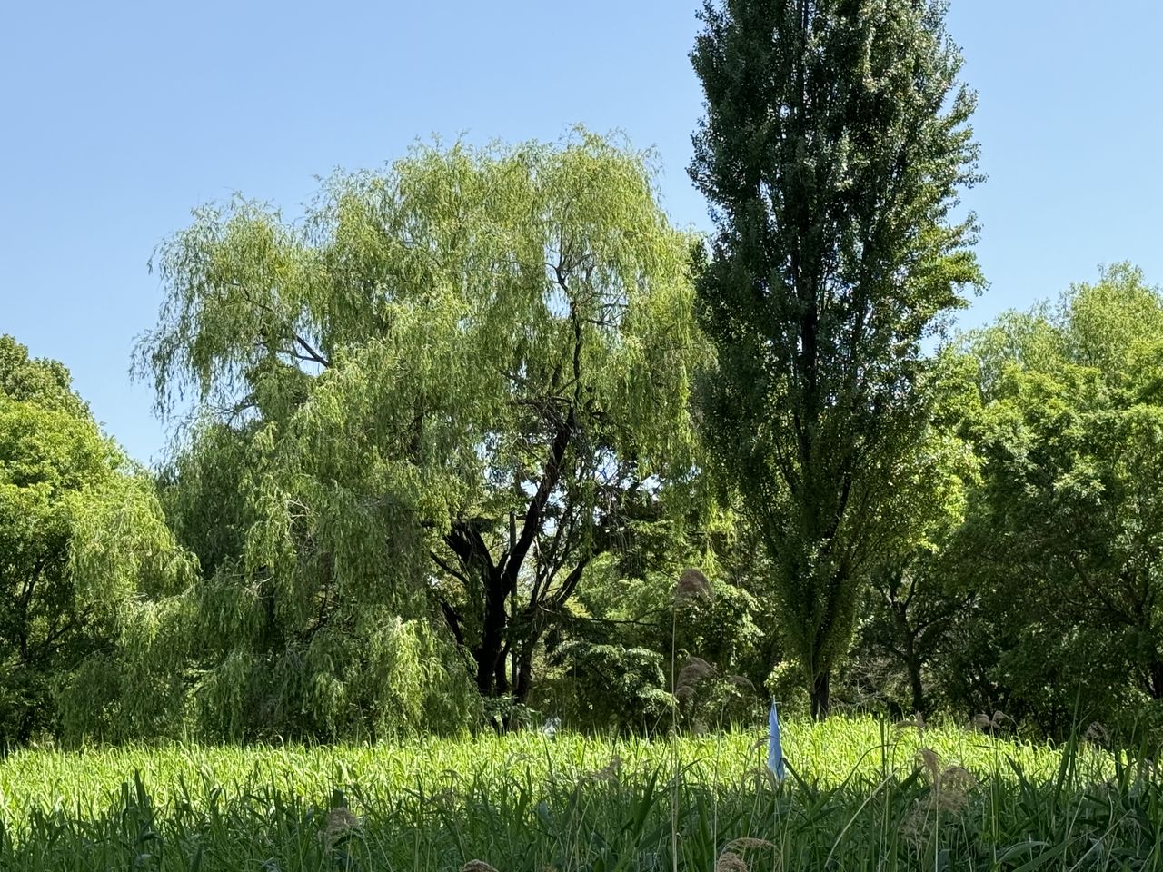 plant, tree, green, growth, nature, sky, beauty in nature, meadow, flower, grass, tranquility, no people, land, clear sky, day, woodland, environment, field, landscape, shrub, outdoors, leaf, sunlight, scenics - nature, tranquil scene, natural environment, sunny, pasture, foliage, lush foliage, non-urban scene, blue, vegetation