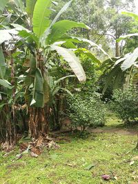 Trees growing outdoors