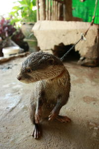 Close-up of meerkat