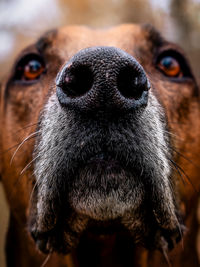 Close-up portrait of a dog