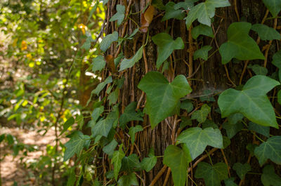 Close-up of ivy growing on tree trunk