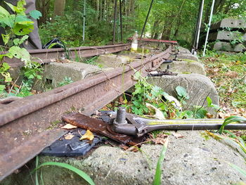Rusty tree by plants