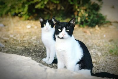 Portrait of black cat sitting outdoors