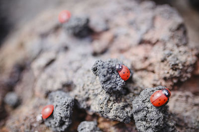 Close-up of ladybug on rock