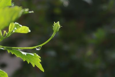 Close-up of leaves against blurred background