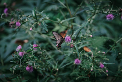 Butterfly pollinating on pink flowering plant