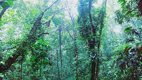 Low angle view of bamboo trees in forest