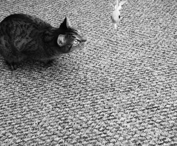 Cat resting on tiled floor