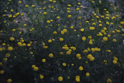 Close-up of yellow flowering plant on field