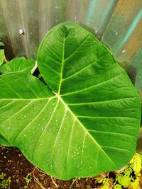 High angle view of plant leaves