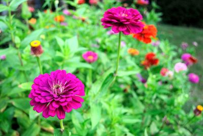 Close-up of pink flowers blooming outdoors